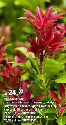 OBI Pieris japoński zimozielone krzewy o barwnych, młodych pędzostach i dekoracyjnych kwiatach oferta