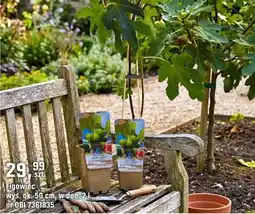 OBI Figowiec wys. ok. 50 cm oferta