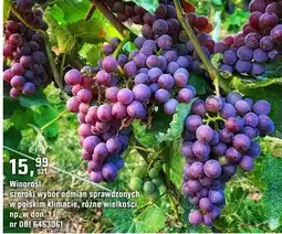 OBI Winorośl szeroki wybór odmian sprawdzonych w polskim klimacie, różne wielkości oferta