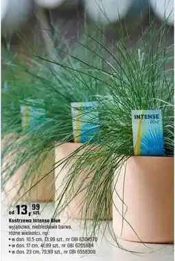 OBI Kostrzewa Intense Blue wyjątkowa, niebieska barwa, różne wielkości oferta