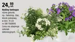 OBI Rośliny kwitnące różne gatunki, np.: heliotrop, ślaz, klonik pokojowy oferta