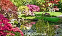 OBI Azalia japońska wybór odmian obficie kwitnących, w zróżnicowanej wielkości oferta