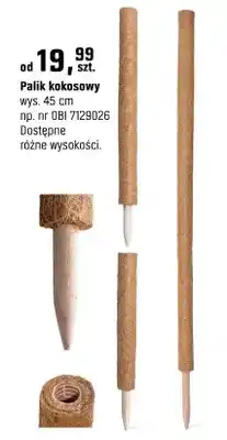 OBI Palik kokosowy oferta