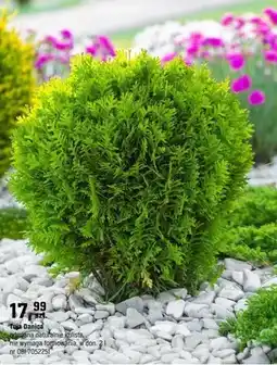 OBI Tuja Danica wymiana naturalnie Kulista, nie wymaga formowania oferta