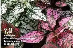 OBI Niedośpiał różne odmiany o intensywnych kolorach oferta