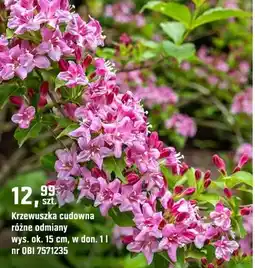 OBI Krzewuszka cudowna różne odmiany oferta