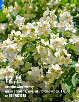 OBI Jaśminowiec wonny różne odmiany oferta