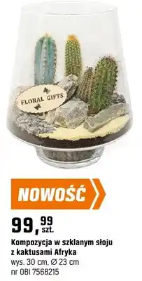 OBI Kompozycja w szklanym słoju z kaktusami Afryka oferta