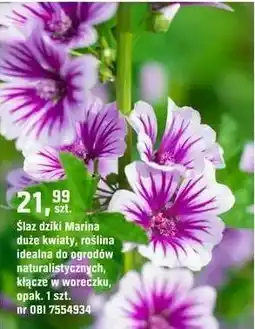 OBI Ślaz dziki Marina oferta