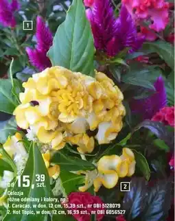 OBI Celozja różne odmiany i kolory Caracas oferta