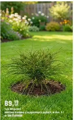 OBI Tuja Whipcord odmiana karłowa o oryginalnych pędach oferta