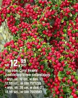 OBI Irga odm. Coral Beauty zimozielony krzew zadarniający oferta