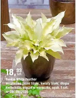 OBI Funkia White Feather oferta
