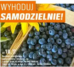 OBI Borówka amerykańska różne odmiany i wielkości oferta