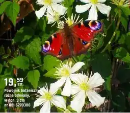 OBI Powojnik botaniczny oferta