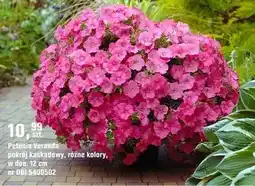 OBI Petunia Veranda pokrój kaskadowy, różne kolory oferta