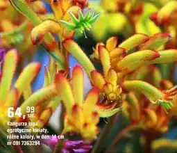 OBI Roślina Kangurza łapa oferta