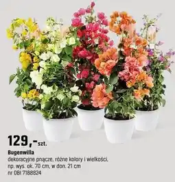 OBI Roślina Bugenwilla oferta