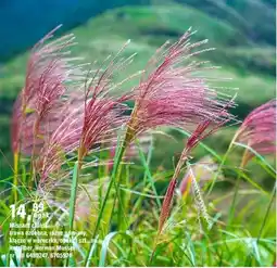 OBI Miscant chiński trawa ozdobna, różne odmiany, kłącze w woreczku, opak. 1 szt oferta