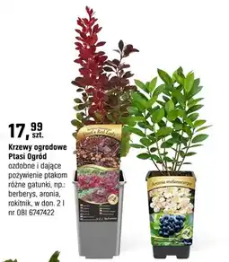 OBI Krzewy ozdobowe Ptasi Ogród ozdobne i jadące pożywienie ptakom różne gatunki oferta