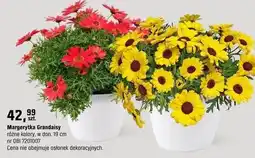 OBI Margerytka Grandaisy różne kolory oferta