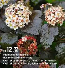 OBI Pęcherznica kalinolistna różne odmiany kolorystyczne oferta