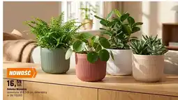 OBI Osłonka Monaliza oferta