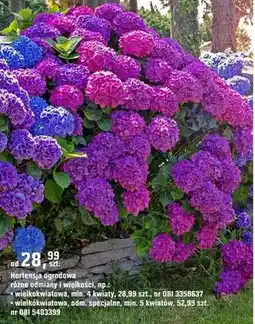 OBI Hortensja ogrodowa różne odmiany i wielkości oferta