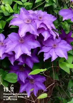 OBI Powojnik wielkokwiatowy oferta