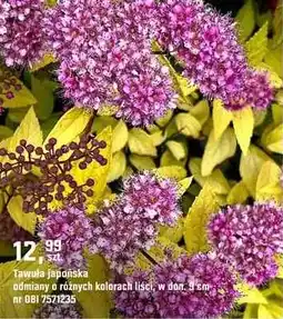 OBI Tawuła japońska odmiany o różnych kolorach liści oferta