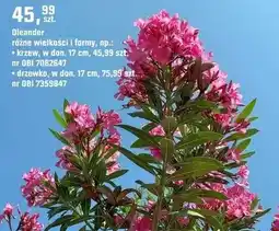 OBI Roślina Oleander oferta