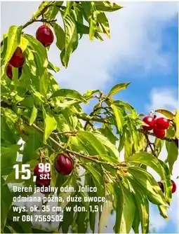 OBI Dereń jadalny odm. Jolico odmiana późna, duże owoce, wys. ok. 35 cm w don. 1,3 l nr OBI 7569502 oferta