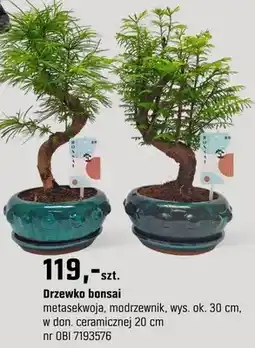 OBI Drzewko bonsai metasekwoja, modrzewnik oferta