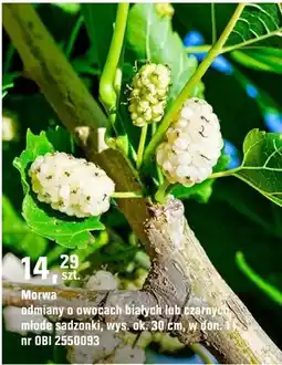 OBI Morwa odmiany o owocach białych lub czarnych, małe sadzonki oferta