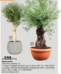 OBI Oliwka drzewo pień - forma bonsai, wys. ok. 180 cm oferta