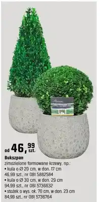 OBI Bukszpan zimozielone formowane krzewy oferta