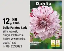 OBI Dalia Painted Lady oferta