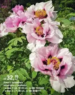 OBI Piwonia drzewiasta różne kolory i wielkości oferta