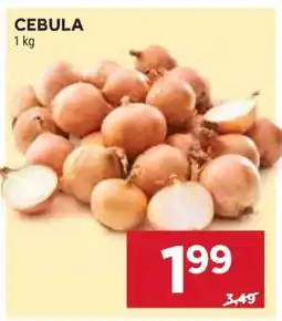 Stokrotka Market Cebula oferta
