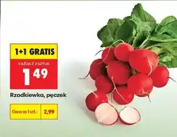 Biedronka Rzodkiewka pęczek oferta