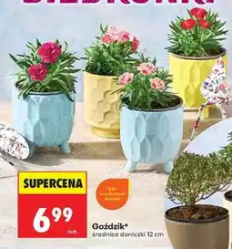 Biedronka Goździk oferta