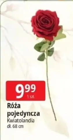 E.Leclerc Róża 68 cm Kwiatolandia oferta