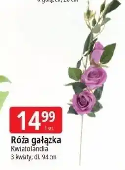 E.Leclerc Róża gałązka 94 cm Kwiatolandia oferta