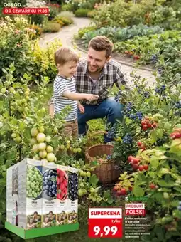 Kaufland Krzew owocowy w kartonie malina czerwona oferta