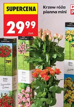 Biedronka Krzew róża pienna mini oferta