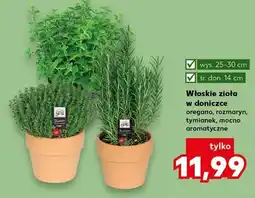 Kaufland Włoskie zioła w doniczce tymianek oferta