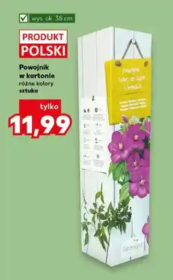 Kaufland Powojnik w kartonie różne kolory oferta