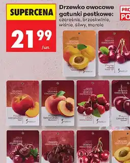 Biedronka Drzewka owocowe oferta