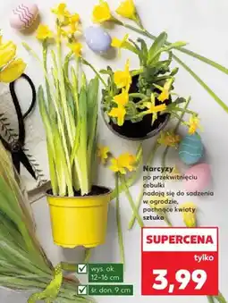 Kaufland Narcyzy do przekwitniecia cebulki nadają się do sadzenia w ogrodzie, upiększące kwiaty oferta