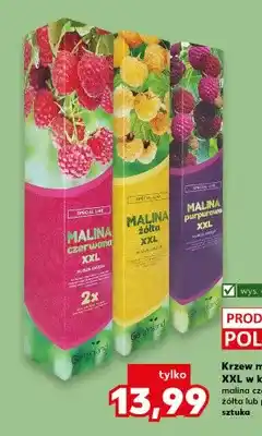Kaufland Krzew malinowy XXL w kartonie malina czarna, czerwona, żółta lub purpurowa oferta